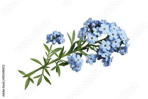 Forget-me-not blue flowers blooming on a stem with green leaves, cut and isolated object on transparent background