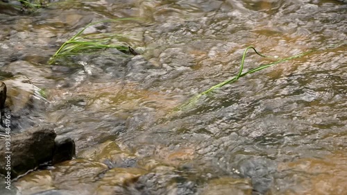 Opossum Creek in Woogaroo Forest is a natural waterway that surrounds parklands located in Brookwater, Queensland.