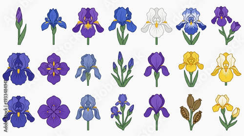 A vibrant collection of iris flowers showcasing various colors and stages of bloom