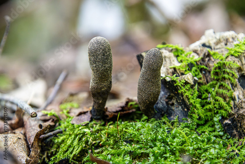 Photography xylaria fungus two fruit bodies on decaying tree in moss