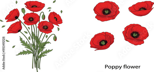 Beautiful Red Poppy Flower Bouquet and Individual Floral Elements Vector Set for Remembrance Day Greeting Cards Nature Illustrations and Garden Themed Digital Graphic Designs