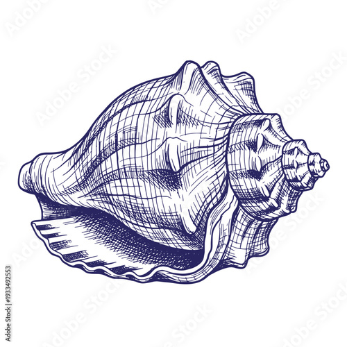 Large conch shell in dark blue lines on white background seashell ocean