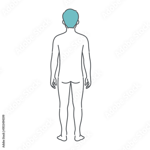 男性の人体図・全身モデルのイラスト（背面・後ろ姿）