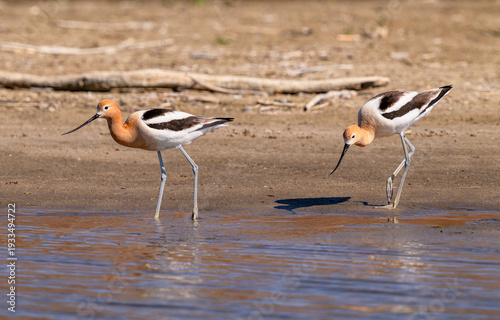 Two American Avocets foraging by the lake shoreline on a sunny Spring day at Cherry Creek State Park in Colorado.