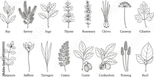 Hand-drawn black and white vector illustration set of 16 culinary herbs and spices with labels for cooking