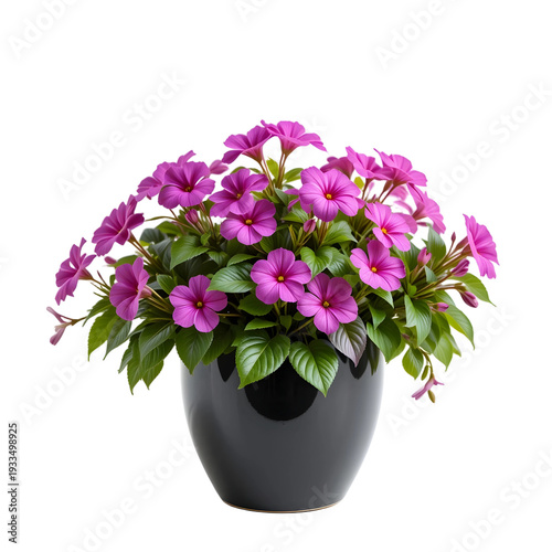 Lush purple flowers in sleek black pot on transparent background