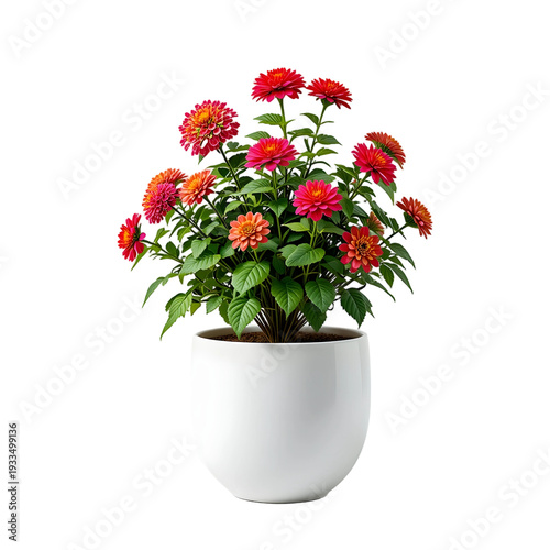Red and orange zinnia flowers in white pot on transparent background