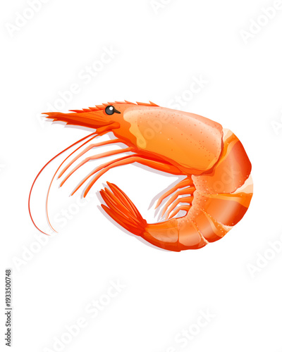 shrimp on a white background