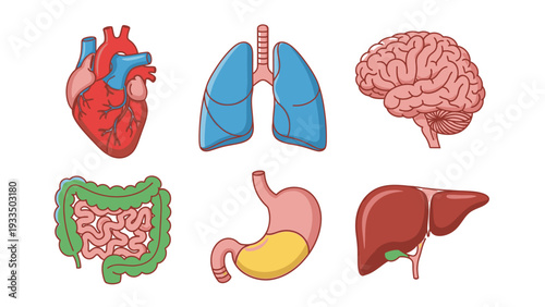 Flat lay illustration of human organs including heart, lungs, brain, intestines, stomach, and liver on a white background.