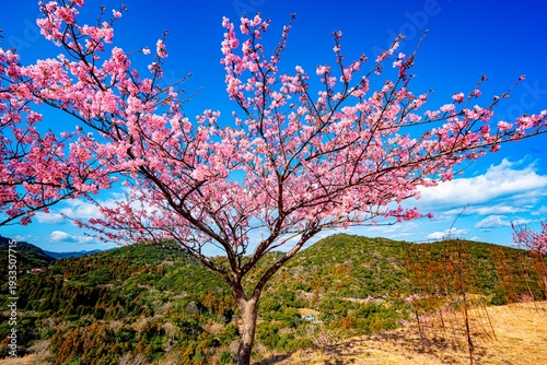 四浦半島の河津桜