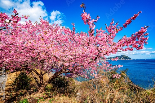 四浦半島の河津桜