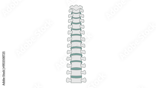 Detailed illustration of a human spine with vertebrae and discs on a plain white background.