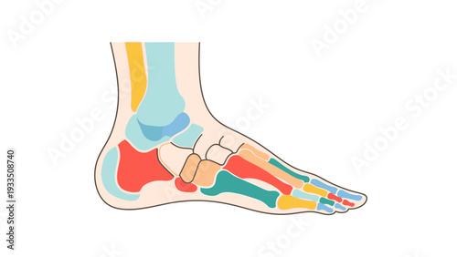 Detailed illustration of a human foot showing bones, tendons, and ligaments in various colors against a white background.