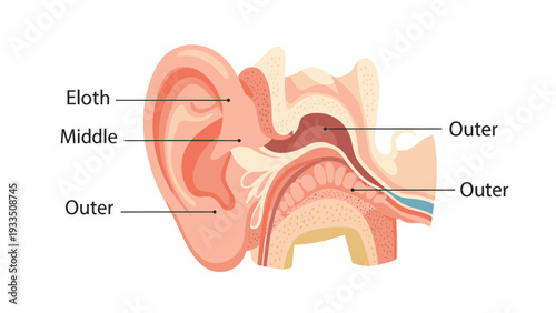 Detailed anatomical illustration of a human ear with labeled outer, middle and inner ear structures on a white background.