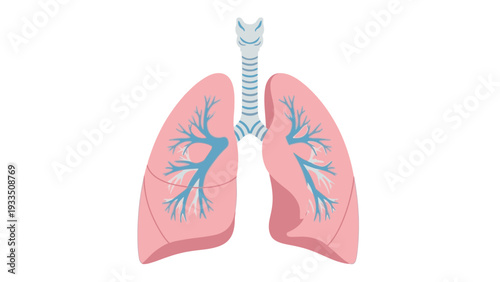 Illustration of human lungs with trachea and bronchi against a plain white background.