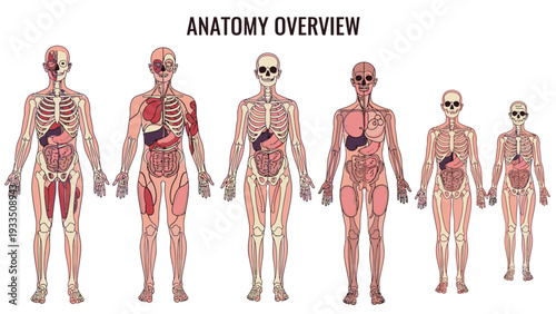 A collection of human anatomy illustrations showing skeletons and muscles in various stages of detail against a clean white background.