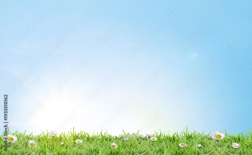 Fototapeta premium Beautiful daisy flowers growing among lush green grass on sunny day. Spring season