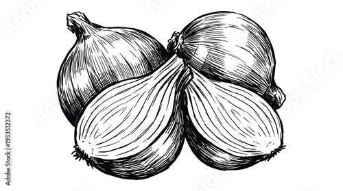 Onions hand drawn vector illustration. black and white sketch. isolated on white background