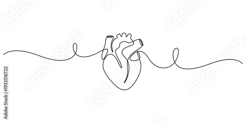 Minimalist continuous line drawing of the human heart isolate vector design