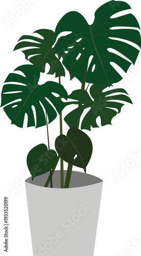 Elegant botanical monstera deliciosa vector artwork featuring detailed foliage, ideal for print, packaging, and home decor designs.