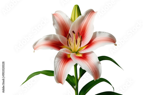 Pink and white lily flower with long green leaves blooming, showing petals, pistil, and stamens, transparent background