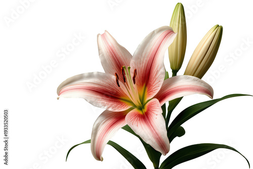 Pink lily flower blooming with fresh buds, isolated on transparent background, symbolizing beauty, growth, and nature