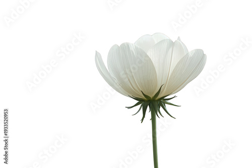 White cosmos flower blooming, showing delicate petals and fresh green stem, isolated on transparent background