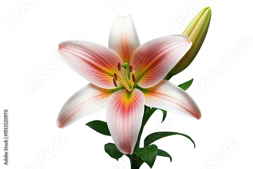Pink and white lily flower blooming with fresh green leaves and a closed bud against transparent background