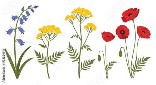 Three distinct clusters of wild flowers, including bluebells, yellow tansy, and red poppies, are arranged on a white background.