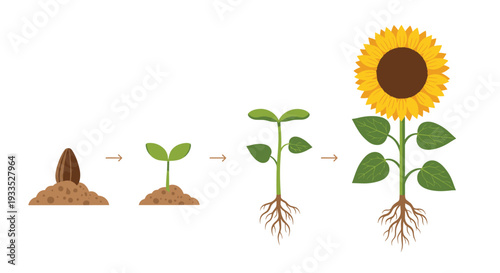 A clear four-stage infographic illustrates the complete growth progression of a sunflower from a tiny seed to a fully developed blooming plant.