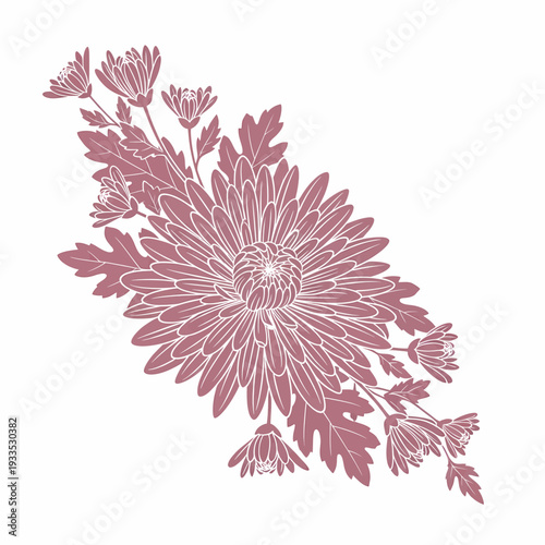 Pink Chrysanthemum Flower Illustration with Leaves.