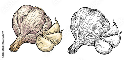 Close-up view of color garlic bulb and blackwhite garlic bulb illustration on clean studio backdrop