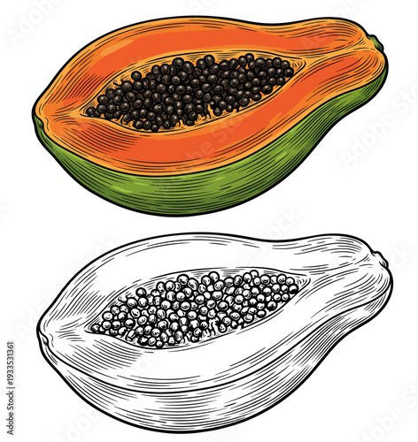 Close-up illustration of a papaya cross-section showing colored fruit and its grayscale counterpart, hand-drawn style, from a frontal viewpoint