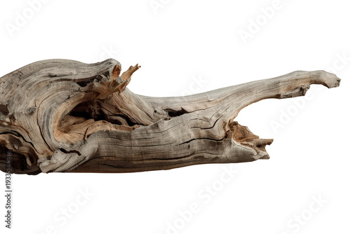 Weathered driftwood branch displaying intricate wood texture and dry, aged surface with gnarled shapes, transparent background