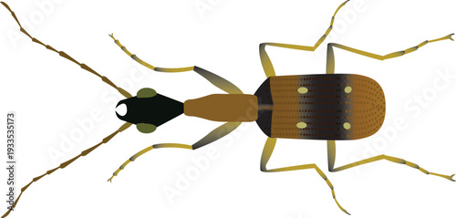 Realistic entomology vector design of Ophionea nigrofasciata, ideal for agricultural, biological control, and scientific educational projects.