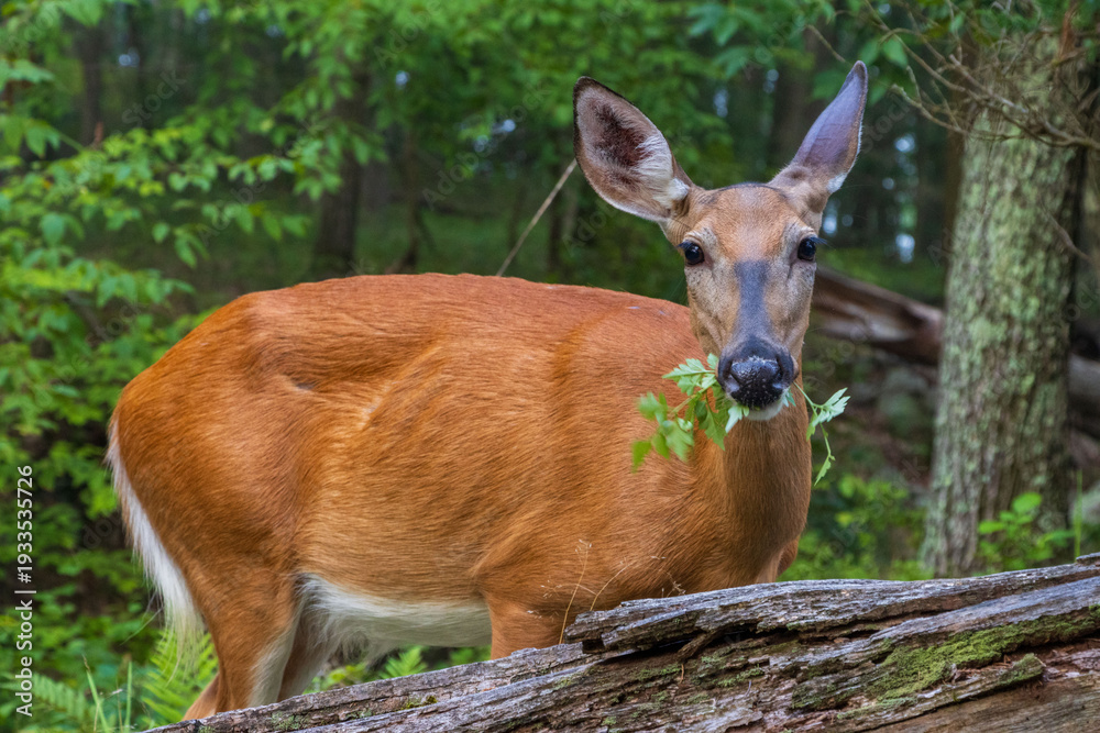 Fototapeta premium large female deer in summer color chewing a green plant closeup