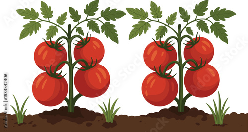 Ripe Red Tomatoes Growing on Vine Plants in Garden Soil, Fresh Organic Vegetable Harvest Vector Illustration for Farming, Agriculture and Healthy Food Concept