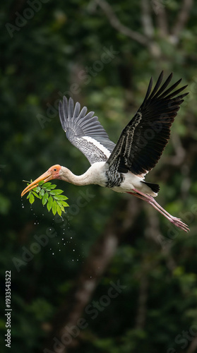 Majestic Lesser Adjutant Flying Against Soft Green Background