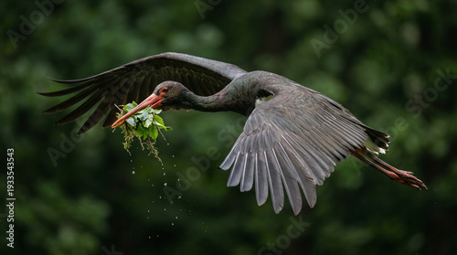 Wild Stork Mid-Air Carrying Fresh Leaves, High-Speed Wildlife Shot