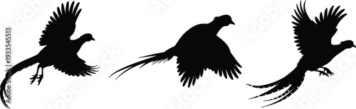 Set of Three Black Flying Pheasant Silhouettes Isolated on White Background for Hunting Club Logos Game Bird Wildlife Conservation and Countryside Nature Graphic Design