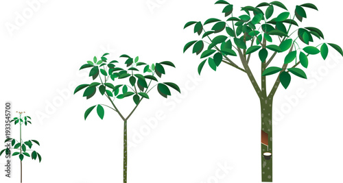 Clean and editable rubber plantation vector design ideal for eco-friendly branding, tropical farming presentations, and natural product packaging.