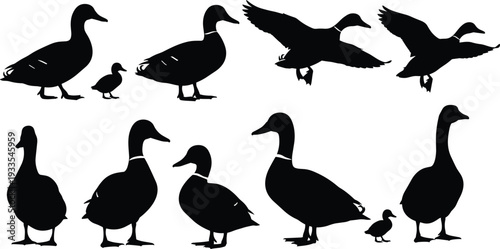 Set of vector duck silhouettes featuring standing and flying mallards with baby ducklings isolated on white for wildlife nature and hunting sports designs