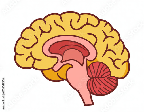 Anatomical illustration of the human brain highlighting its key regions and structures