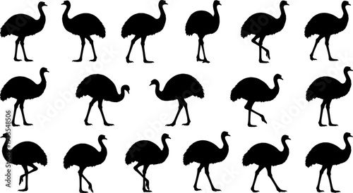 Ostrich silhouette walking poses collection, large flightless bird motion sequence, black vector illustration isolated on white background for wildlife design