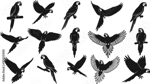 Parrot bird silhouette collection, flying and perched tropical macaw poses, black vector illustration isolated on white background for wildlife nature design