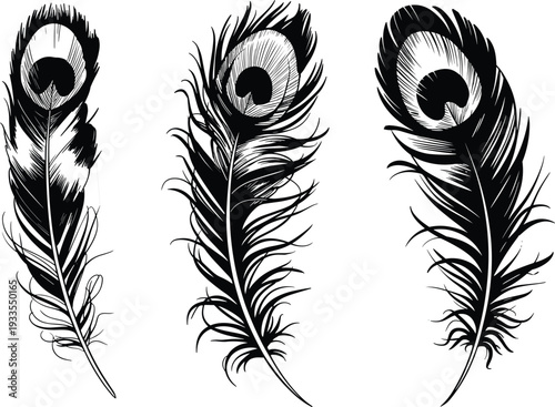 Peacock feather vector illustration, elegant black and white decorative plume design, vintage bird feather artwork for nature, fashion, and ornamental decoration themes