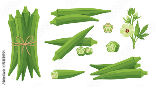 Fresh green ladyfinger vector illustration set featuring tied bunches with string, single pods, sliced cross sections, and blooming flower for agricultural or culinary design.
