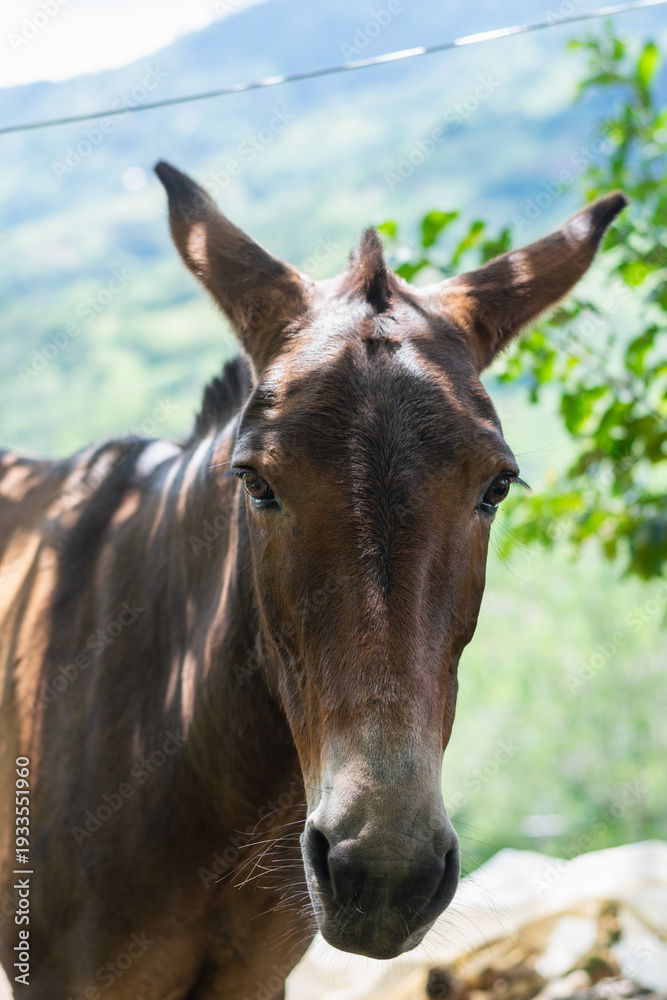 Obraz premium Pack mule standing outdoors on a Colombian farm with mountain landscape in background
