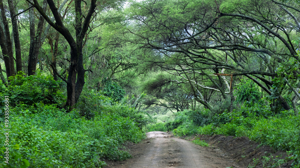 Fototapeta premium Safari dirt road winding through acacia woodland in Lake Manyara National park, Africa.