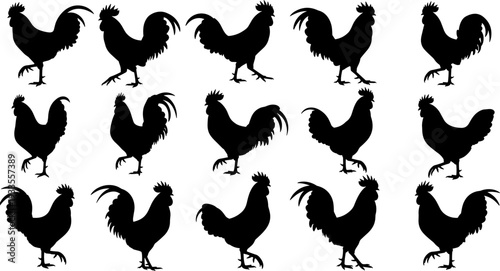 Rooster chicken silhouette collection showing various standing poses, farm animal poultry shapes, black rural vector illustration isolated on white background